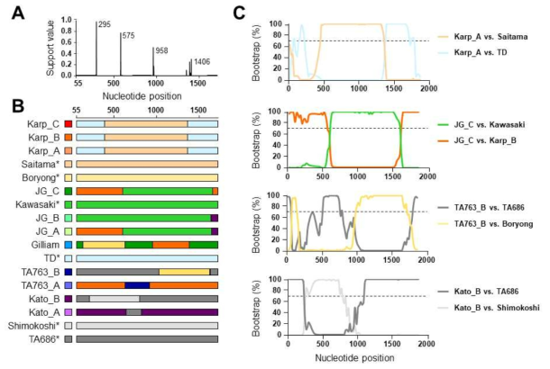 선발된 17개 유전형들의 tsa56 유전자 염기서열 정보를 활용하여 recombination break points (A), intragenic recombination events (B), BOOTSCAN을 이용한 유전형들간 상동성 비교(C)를 통해 tsa56 유전자들에서 나타나는 유의미한 유전자 재조합 현상을 확인 함