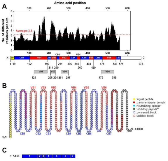 206개 TSA56 단백질 아미노산 서열정보들의 변이와 보존성을 분석하여 디자인된 “cTSA56” 재조합 단백질 항원. TSA56 단백질의 아미노산 서열정보의 변이 구간 및 보존 구간 분석(A), 생물정보학을 이용한 단백질 서열 분석 및 이전에 보고된 기능성 아미노산 서열들의 구간 (Boryong 유전형 기준, B), 보존서열구간 7개를 포함하는 cTSA56 재조합 항원(C)