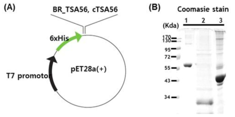 cTSA56 or TSA56 (Boryong strain) 단백질을 암호화하는 유전자를 합성하였으며, 해당 유전자를 pET28a 대장균 발현 벡터에 클로닝함 (A), 이를 cTSA56재조합항원 단백질을 분리 정제후 Coomasie Blue Stain으로 확인함 (Lane 1: BSA, 2:cTSA56, 3:TSA56)