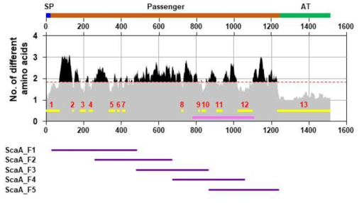 NCBI database에서 수집된 13개 ScaA 단백질 아미노산 서열정보를 바탕으로 정열된 아미노산 서열의 각 위치에서 나타나는 아미노산 변이 수준을 측정하고, 이를 토대도 13개의 보존 구간(빨산색 수)들을 지정하였음. signal peptide(SP)와 autotransporter domain(AT)을 제외한 passenger domain (약 1240개 아미노산 서열)을 5개의 overlapping 구간으로 나누고 각각의 단편들을 암호화하는 재조합 유전자들을 Boryong 유전형 기반으로 제작하여 백신항원 연구에 사용함