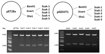 대장균 발현 벡터 DNA (pET28a, pGEX4T-1)에 ScaA 단편 유전자들을 클로닝한 결과