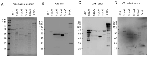 대장균 시스템에서 분리.정제한 ScaA단편 단백들의 항체 반응성 검증. Coomasie Blue stain(A), Anti-His(B), Anti-ScaA(C), 쯔쯔가무시병 환자 혈청(D) 각각의 ScaA 유전자 단편들을 암호화하는 DNA들을 클로닝하고 대장균에 도입하여 재조합 단백질 항원들을 발현/정제함. 이 과정에서 ScaA-F3단편은 발현 및 정제에 어려움이 있어 제외하고 이후 실험을 진행함