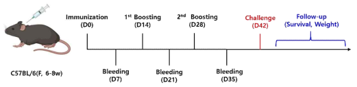 cTSA56재조합 단백의 백신효능 검증을 위한 실험 일정 모식도