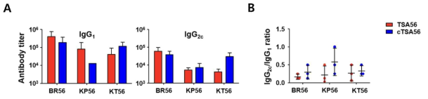 cTSA56과 Boryong 유전형 유래 TSA56(BR56) 단백질 항원을 3회 면역하고 2주 후 얻은 혈청을 이용하여 다양한 유전형(Boryong: BR56, Karp: KP56, Kato: KT56) 유래 TSA56항원들과의 반응성을 측정함(A). IgG1 및 IgG2c subtype의 항원 특이적 항체역가를 ELISA로 측정한 결과(B)
