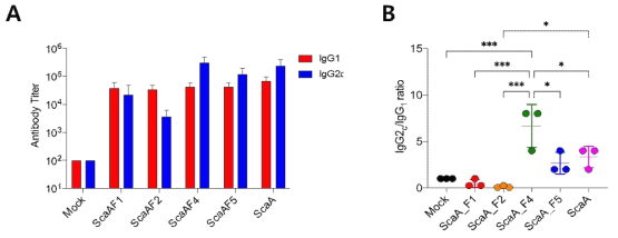 ScaA단편 단백을 Alum과 혼합하여 2주간격으로 총 3회 면역함. 마지막 면역 7일 후, 혈장 샘플에서의 항원-특이적 IgG1, IgG2c항체 형성 여부 (A) 및 IgG2c/IgG1 ratio (B)를 분석한 결과 ***: p < 0.001, *: p < 0.05