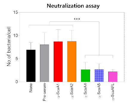 ScaA단편 단백항원을 면역한 마우스의 혈청을 이용하여 쯔쯔가무시균 세포감염 중화능을 평가한 결과. ***: p < 0.001