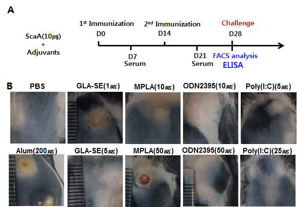 ScaA단백항원 및 다양한 백신보강제를 혼합 후 면역함. 동물실험 일정 모식도(A), 백신 혼합물 접종 후 피부병변 관찰 결과(B)
