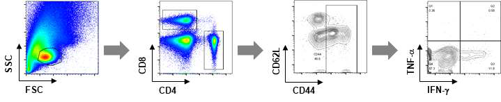 항원 특이적 memory T 세포 (CD62L-, CD44+) FACS 분석을 위한 gating strategy