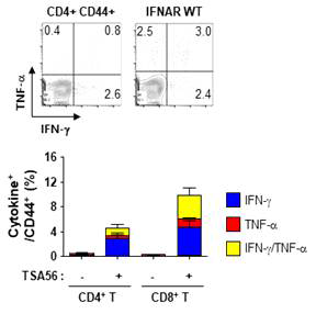 TSA56 단백질 항원을 생쥐에 2주 간격으로 3회 면역하고 최종면역 4달 후 비장에서 분리된 단핵구를 이용하여 ScaA 특이적 T 세포 반응을 관찰한 결과