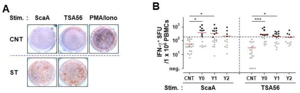 쯔쯔가무시병 회복 환자들(2주내: YO, 회복 1 ~ 2년 후: Y1 ~ Y2)의 말초혈액 단핵구들을 이용한 항원- 특이적 세포 면역반응을 측정함. 말초혈액 단핵구들에 ScaA 및 TSA56 항원을 처리하고 dual ELISPOT 분석을 통하여 IFN-g(갈색), IL-4(파란색)를 분비하는 세포반응을 분석함 (A, dual ELISPOT 분석예). B. 항원자극에 의해 IFN-g 를 분비하는 세포반응 결과. CNT: 쯔쯔가무시병에 걸리지 않은 정상 대조군