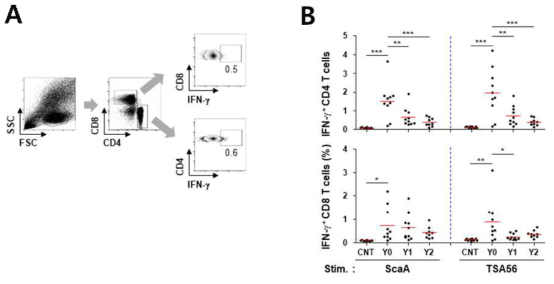쯔쯔가무시병 회복환자들(2주내: YO, 회복 1 ~ 2년 후: Y1 ~ Y2)의 말초혈액 단핵구들을 이용한 항원특이적 T 세포 면역반응의 측정한 결과임. FACS Gating strategy(A), 항원자극에 의해 IFN-g를 분비하는 CD4 및 CD8 T 세포반응 결과. CNT: 쯔쯔가무시병에 걸리지 않은 정상 대조군 (B)