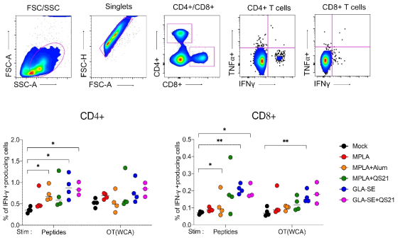 F4V2단백항원과 다양한 백신보강제 혼합물에 의해 유도된 항원-특이적 T세포 반응 결과. T세포 반응성 검증을 위한 FACS gating strategy(A), IFNg싸이토카인을 분비하는 CD4+, CD8+ T세포 비율 (B)