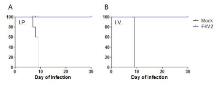 감염 경로에 따른 백신의 효능 평가. (A) 복강 내 감염, (B) 정맥내 감염을 통한 생존율