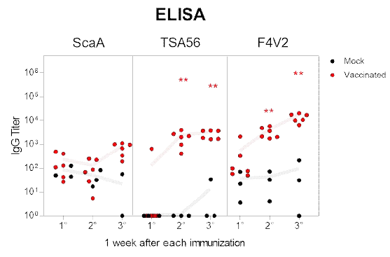 F4V2재조합 단백항원과 Alum+MPLA백신보강제 혼합물을 Rhesus macaque에 면역 후, 항원-특이적 항체 역가를 ELISA로 확인한 결과