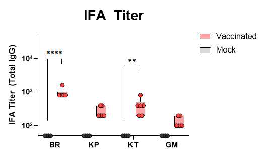 F4V2재조합 단백항원과 Alum+MPLA 백신보강제 혼합물을 Rhesus macaque에 면역 후, 여러 유전형의 쯔쯔 가무시균에 대한 특이 항체를 IFA로 측정한 결과 (BR:Boryong, KP:Karp, KT:Kato, GM:Gilliam)