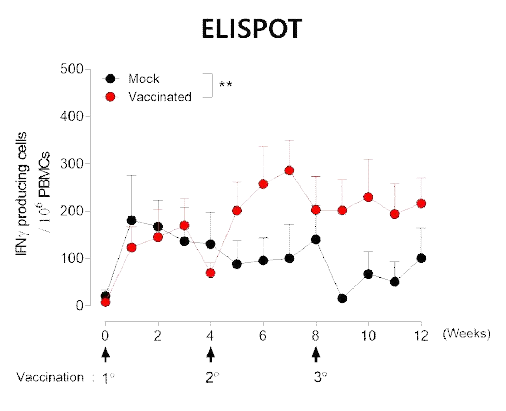 F4V2재조합 단백항원과 Alum+MPLA백신보강제 혼합물을 Rhesus macaque에 면역 후, 균-특이적 T세포 반응성을 ELISPOT으로 분석한 결과