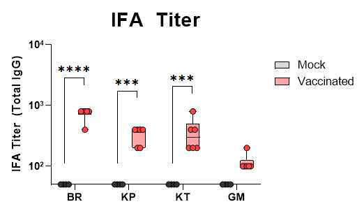 F4V2재조합 단백항원과 GLA-SE+QS21백신 보강제 혼합물을 Rhesus macaque에 면역 후, 여러 유전형의 쯔쯔가무시균에 대한 특이 항체를 IFA로 측정한 결과 (BR:Boryong, KP:Karp, KT:Kato, GM:Gilliam)