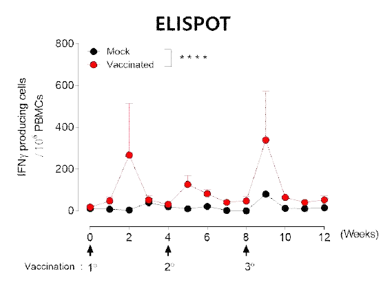 F4V2재조합 단백항원과GLA-SE+QS21백신보 강제 혼합물을 Rhesus macaque에 면역 후, 시간 경과별 균-특이적 T세포 반응성을 ELISPOT으로 분석한 결과