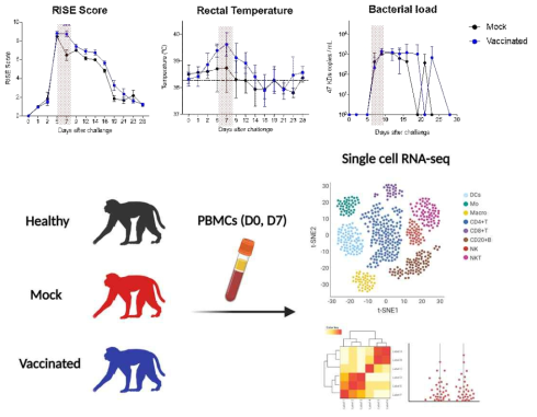 2차 영장류 백신 효능 시험군의 Singl-cell RNA seq 개요도