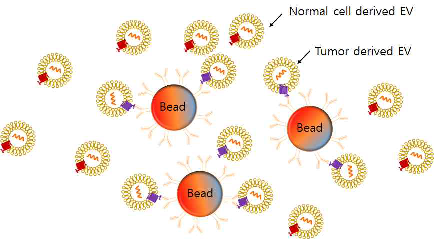 암 특이 세포 밖 소포체의 선택적 분리