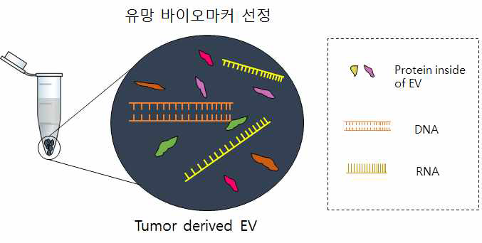 암 유래 세포 밖 소포체를 이용한 바이오마커 개발