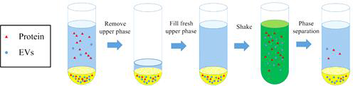 Batch process를 이용한 세포 밖 소포체의 순도 향상