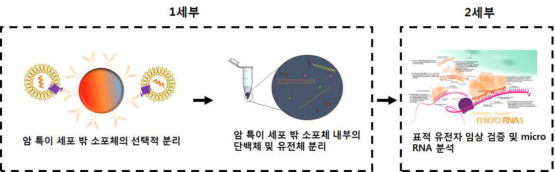 2차 년도 연구 개발내용