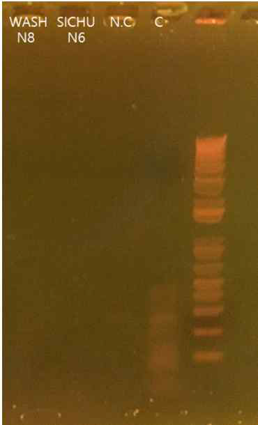상용 마이코플라즈마 진단 키트를 사용한 PCR 진단 결과