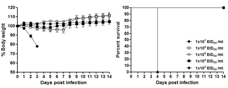 H5N8 바이러스에 대한 마우스 몸무게와 생존율