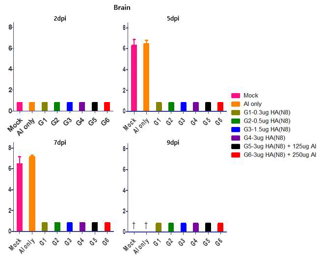 H5N8 백신 투여 후 maH5N8에 대한 마우스 뇌 조직에서 바이러스 증식성 검증