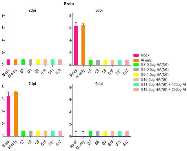 H5N6 백신 투여 후 maH5N8에 대한 마우스 뇌 조직에서 바이러스 증식성 검증