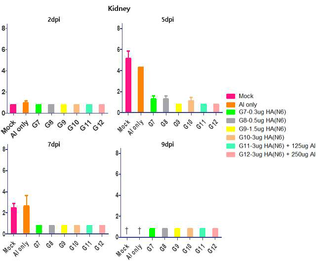 H5N6 백신 투여 후 maH5N8에 대한 마우스 신장 조직에서 바이러스 증식성 검증