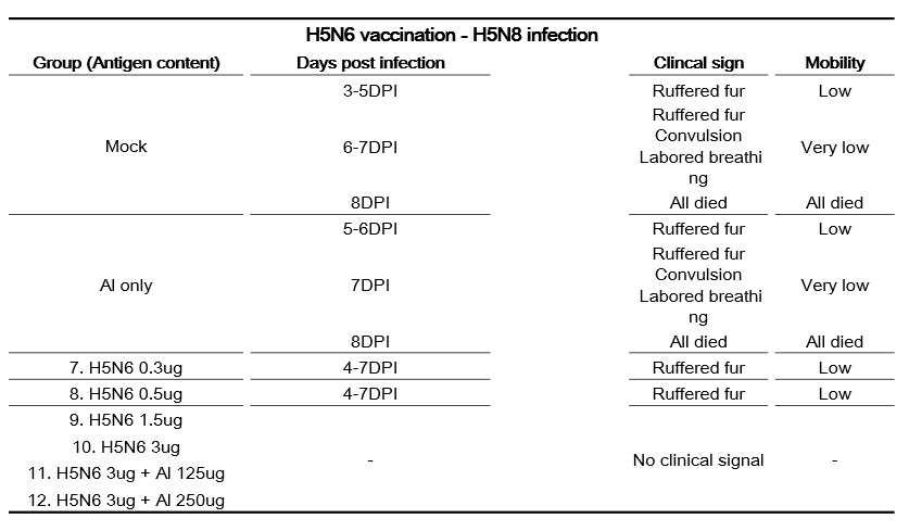H5N6 백신 투여 후 maH5N8 바이러스에 대한 마우스의 임상증상