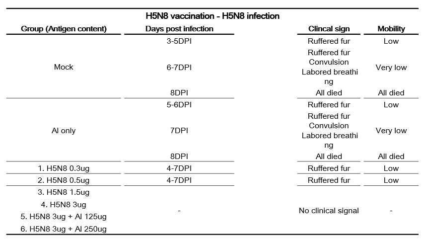 H5N8 백신 투여 후 maH5N8 바이러스에 대한 마우스의 임상증상