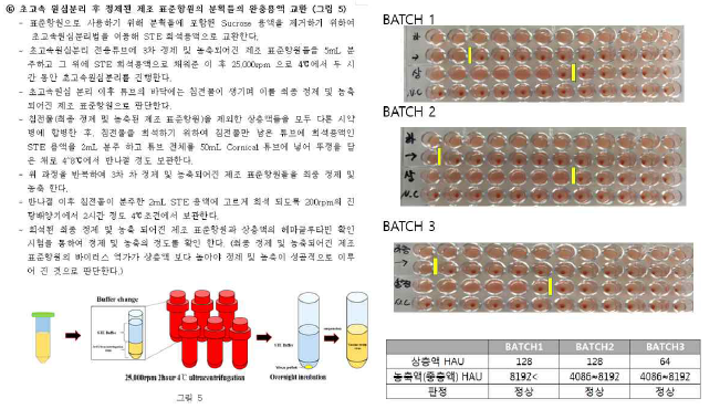 정제된 표준항원에서 STE 희석용액으로 교환 과정