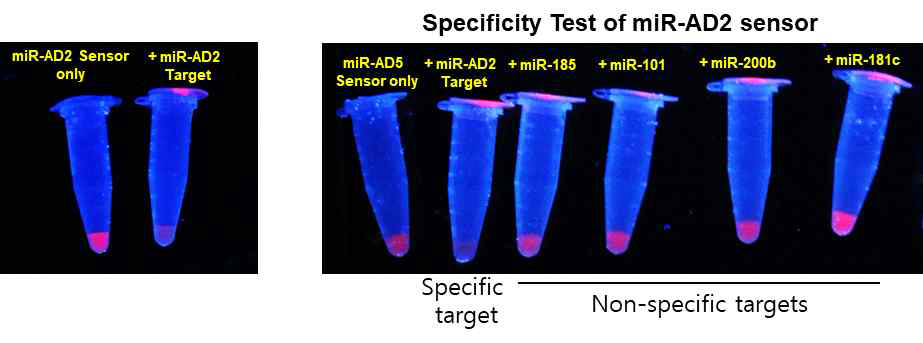 제작된 miR-AD2 센서가 단파장 적색 형광을 나타내고 있음. 또한, 다양한 비특이적인 타겟에 대한 반응성이 타겟 miR-AD2와 비교하면 훨씬 낮음을 확인함