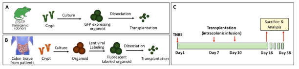 마우스 및 인간 장 오가노이드의 크론병 장염 모델에서 효능 분석을 위한 실험 개요. (A) 이식을 위한 인간 장 줄기세포 준비과정, (B) 이식을 위한 마우스 장 줄기세포 준비과정, (C) 장 줄기세포 이식 및 분석 스케줄