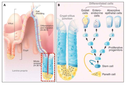 장 줄기세포 모식도. (A) 장 상피의 구조, (B) 장 줄기세포의 분화 능력. (인용자료)