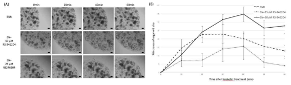 RS-246024가 포함된 배지에서 배양한 오가노이드에 forskolin을 처리 후 water excretion 분석