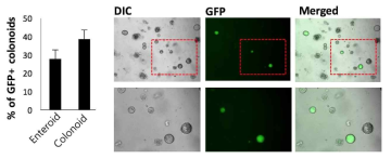 GFP 표지된 장 오가노이드를 이식 받은 동물의 대장에서 2차 오가노이드 배양