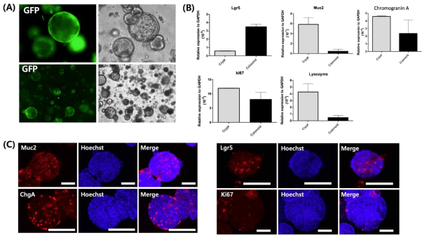 이식 실험용 대장 오가노이드 제작. (A) GFP발현 확인, (B) Realtime PCR을 이용한 mRNA 발현 분석, (C) 면역형광염색을 이용한 마커 발현 분석