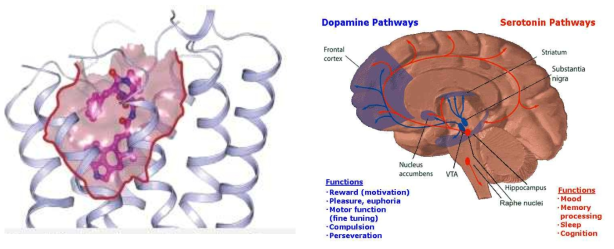 세로토닌 수용체의 구조 모식도 및 세로토닌계의 분포와 기능