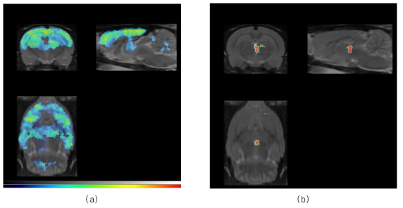 FDG와 FP-CIT를 이용한 PCP 유도 조현병 모델의 PET/CT 영상