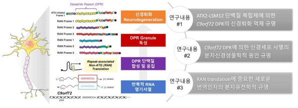 루게릭병 유전자 C9orf72의 RAN translation 단백질에 의한 신경퇴화 조절기전 규명