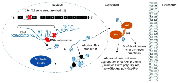 C9orf72의 반복적 염기서열 돌연변이에 따른 루게릭 병의 병리생리학적 모델 (Souza et al 2015)