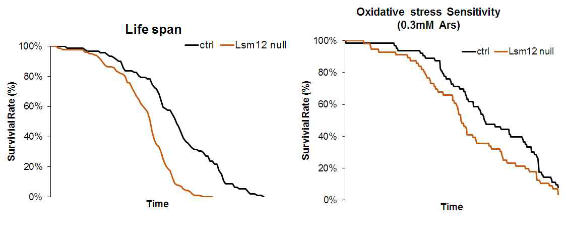 LSM12 돌연변이 초파리 생체모델의 산화스트레스 저항성 실험 및 수명을 관찰함