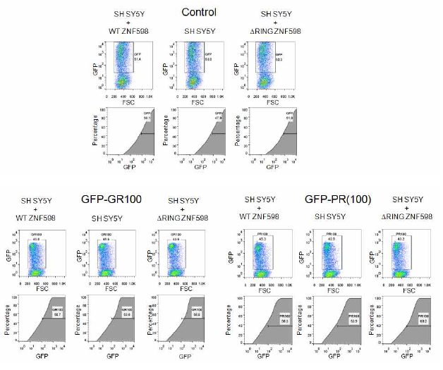 RQC 핵심 유전자 ZNF598의 야생형과 돌연변이형의 과발현에 따른 C9orf72 DPR의 발현량 변화를 형광 DPR 단백질과 유동세포 분석기를 활용하여 검사함
