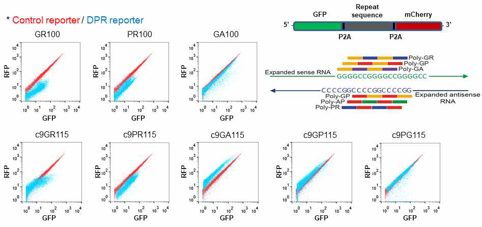 C9orf72 DPR의 Dual-fluorescence translation reporter