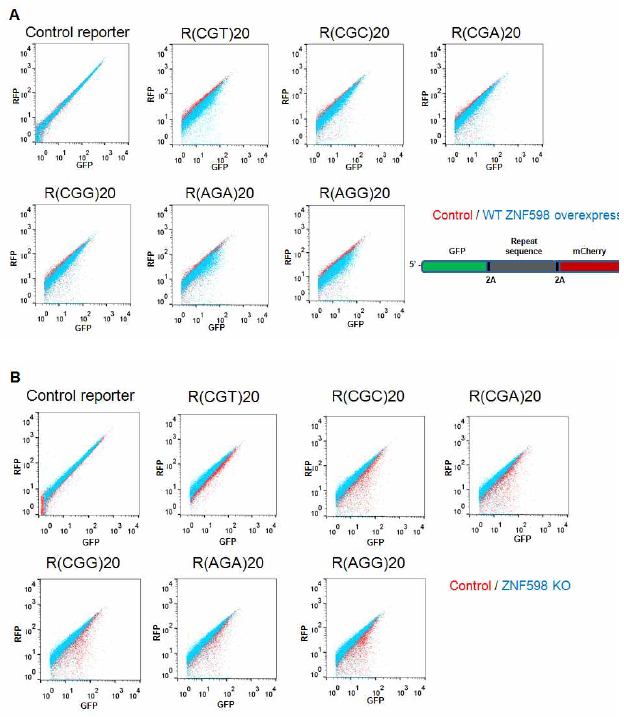 Dual-fluorescence translation reporter를 이용하여 ZNF598 유전자에 의한 반복적인 arginine 코돈의 번역 제어를 검사함