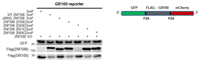 루게릭병 환자에서 발견되는 ZNF598 돌연변이가 C9orf72 GR 발현에 미치는 영향